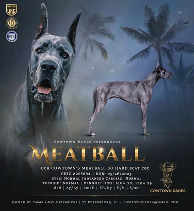 Great dane male stud service titled championed male great dane fully health tested