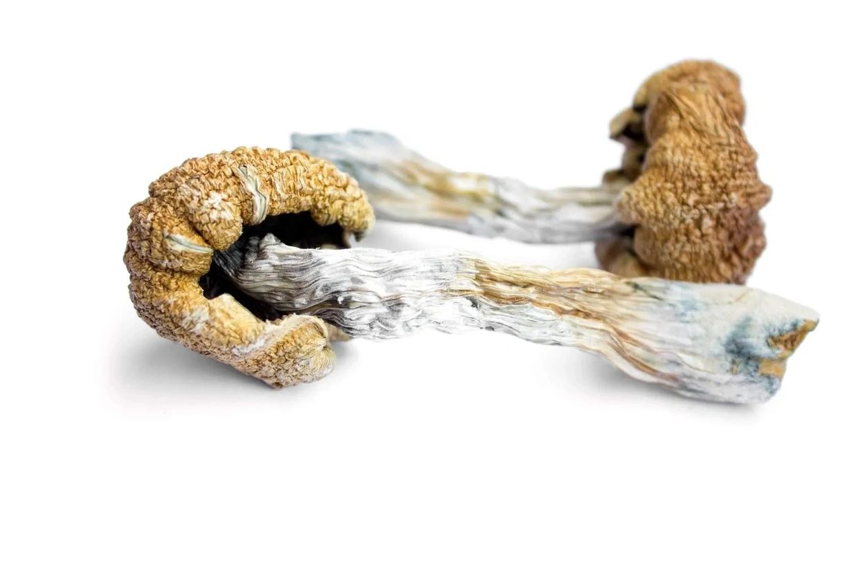 Cogumelos magicos psilocybe cubensis