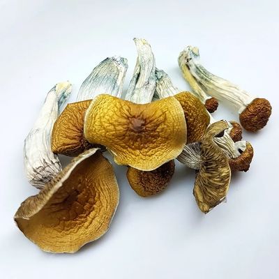 cogumelo magico psilocybe cubensis