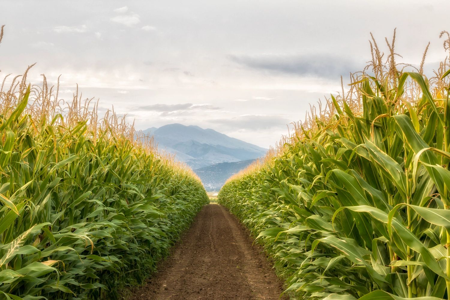 #Fermesveser #VESER #récoltes #champs #mais #corn