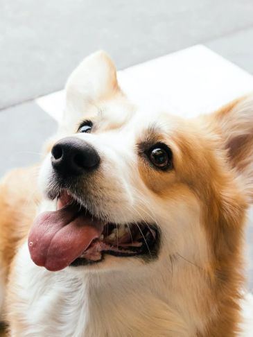 Nærbilde av en glad hund med tungen ute.