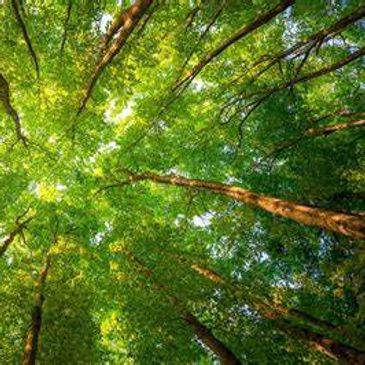 Therapy, Counseling, Atlanta, Georgia, online, in-person, child, adult, adolescent, therapy near me