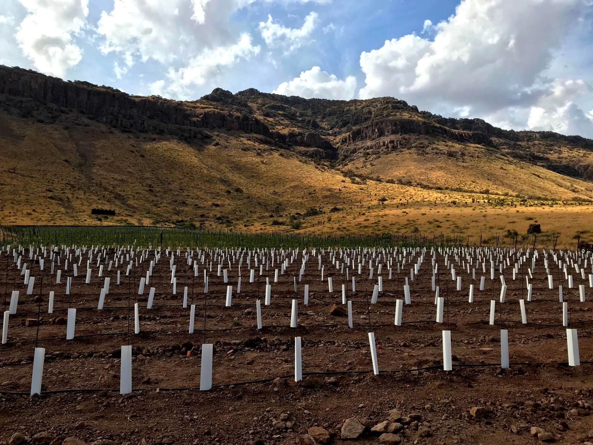 7 Rows Growing the Vineyard, Row by Row