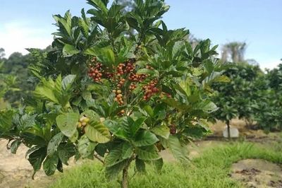 Liberica trees growing in Malaysia.