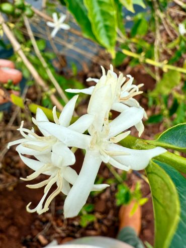 Close-up of white flowers on a green plant.