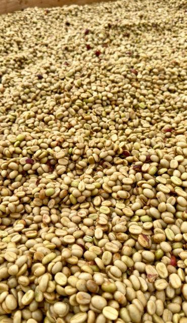 Close-up of drying coffee beans.