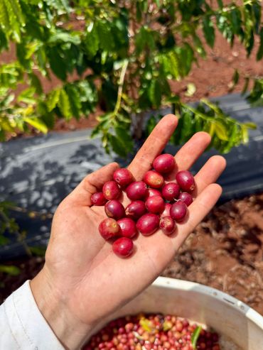 Hand holding ripe coffee cherries.