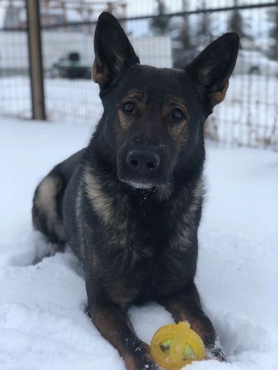 German Shepherd in snow