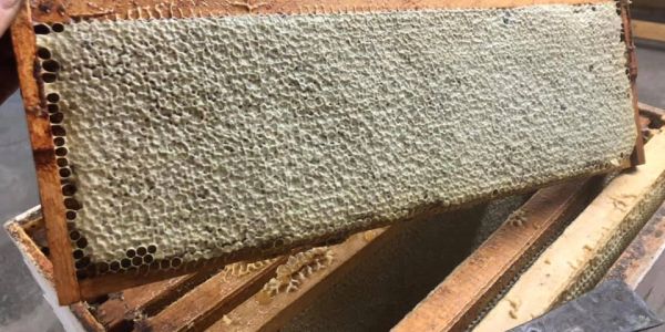 A honeycomb frame filled with capped honey from beekeeping.
