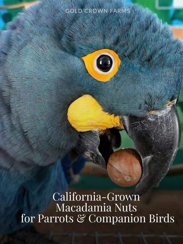 A blue parrot holding a macadamia nut in its beak.