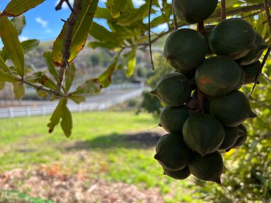 Cluster of green fruits hanging on a tree branch with a blurred rural background.
