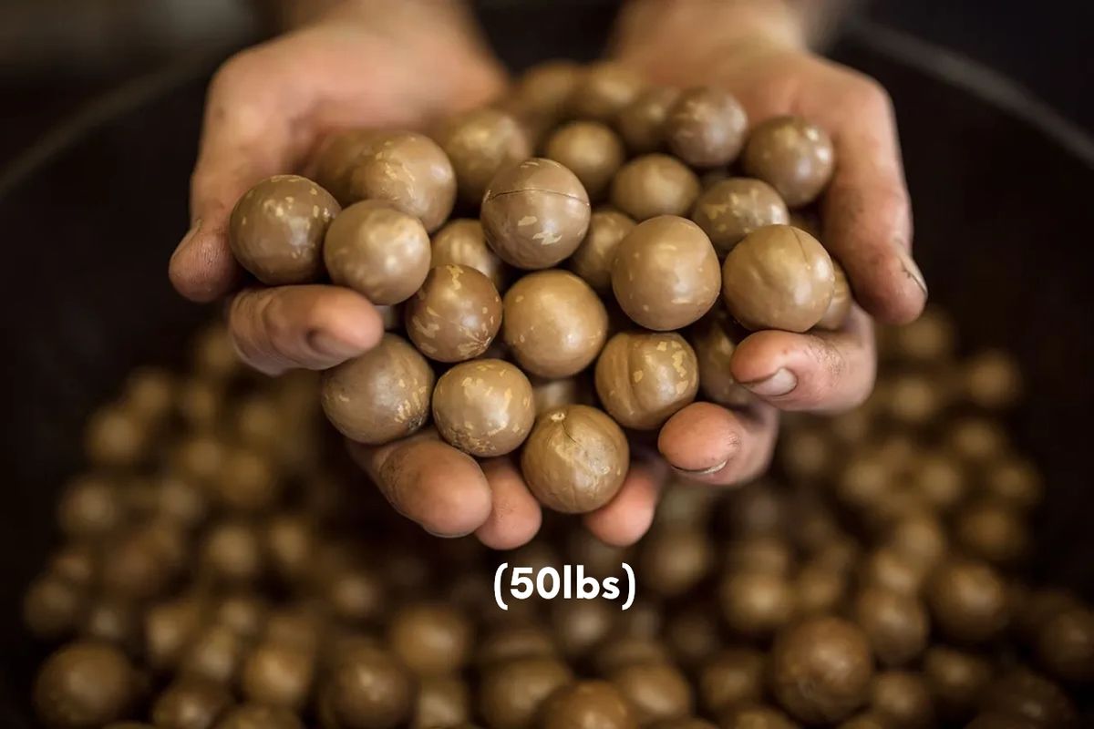 (50lbs) Premium InShell Macadamia Nuts
