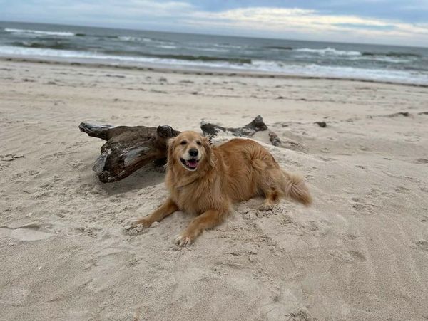 Golden retriever lying happily on a sandy beach near driftwood.