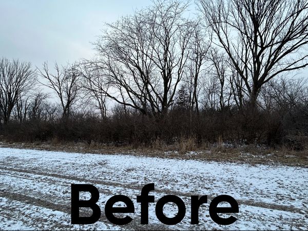 Winter landscape with leafless trees and light snow on the ground labeled 'Before'.