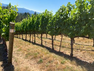 Chardonnay Vineyard
2300' Elevation
Mendocino California

