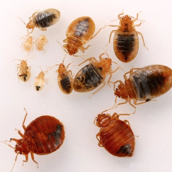 Bed bugs