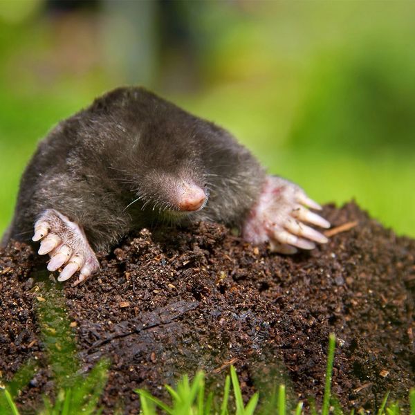 Moles