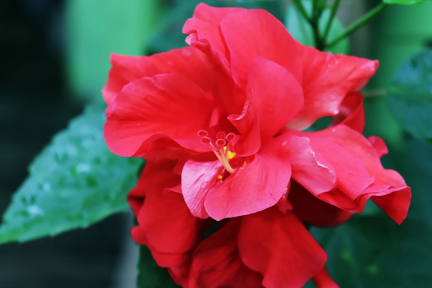 Close-up of a vibrant red hibiscus flower with green foliage.