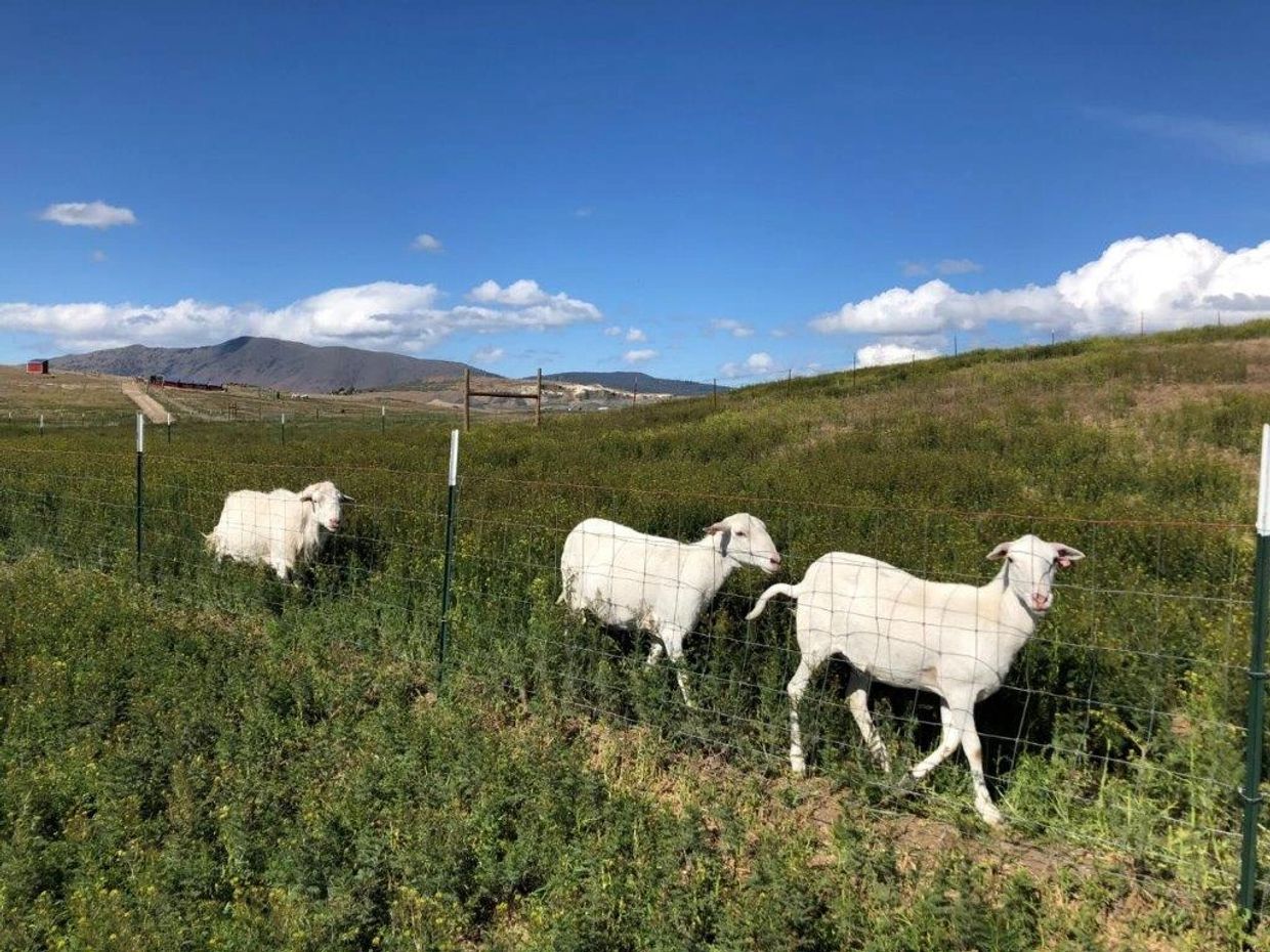 Three white goats walking behind a wire fence.