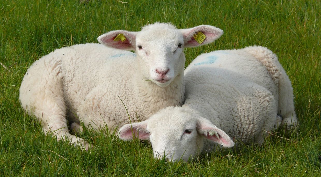two lambs in grass