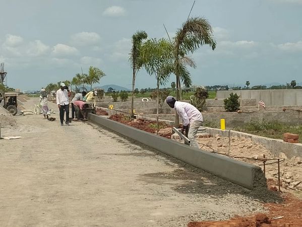 Workers constructing a concrete curb along a roadside with palm trees planted nearby.