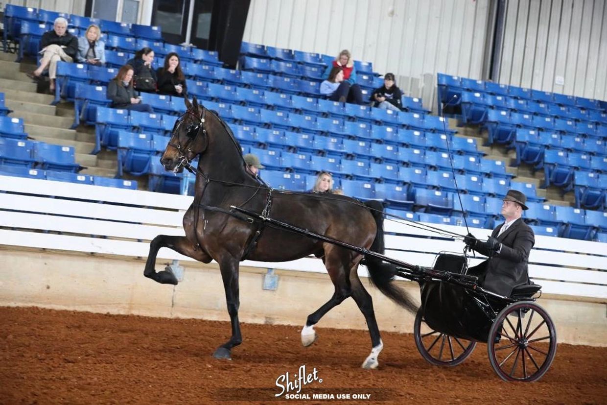 A man in a suit driving a horse-drawn carriage in an indoor arena.