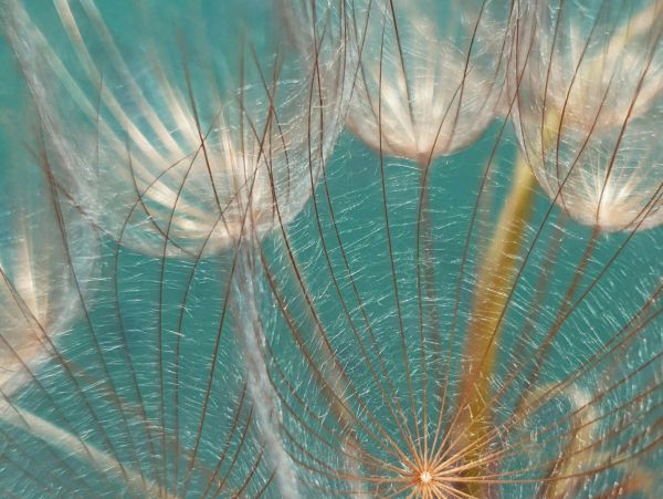 Close-up of delicate dandelion seeds against a blue background.