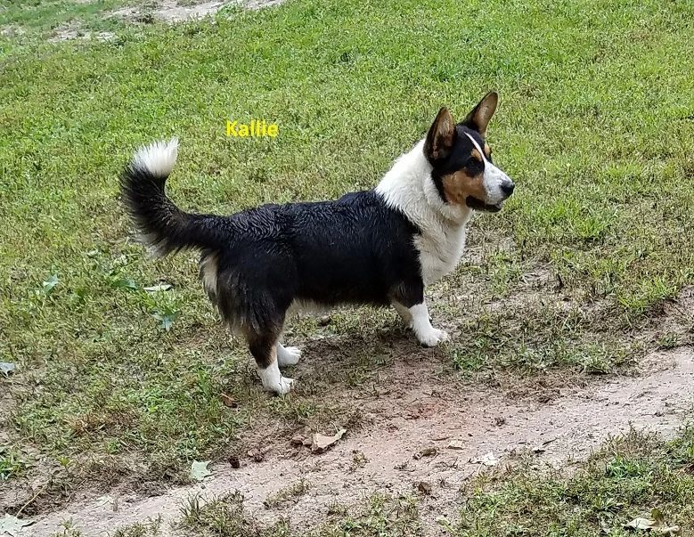 Cardigan Welsh Corgi