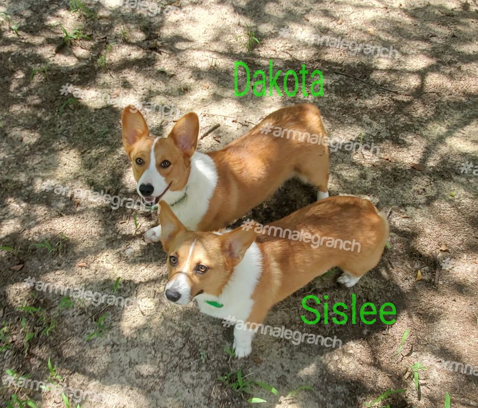 Armnalegranch Corgi S Puppies Breeder