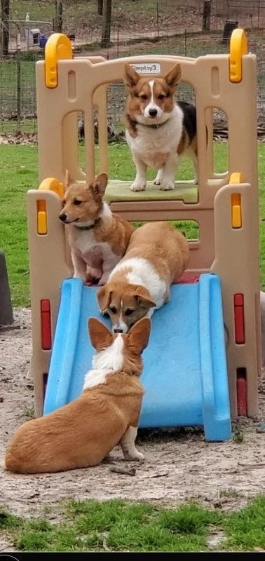 Pembroke Welsh Corgi Puppies For Sale In Texas Classifieds Buy And Sell In Texas Page 2 Americanlisted
