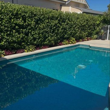 Clean swimming pool with hedges in the background.