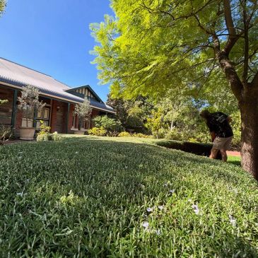 Person gardening near a house with green lawn under a tree.