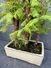 Bonsai bonsai