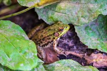 amphibian