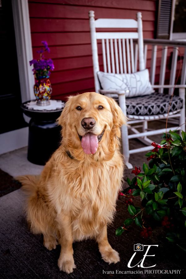 dog