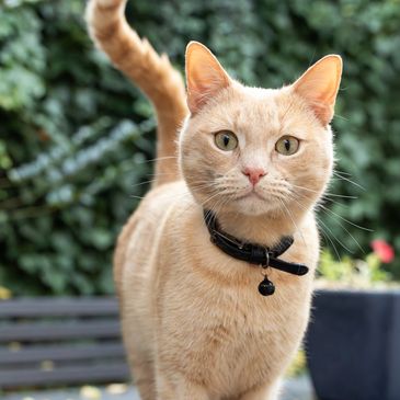 Close-up of a light orange cat with a black collar and bell outdoors.
