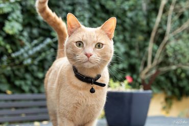 A curious beige cat with a black collar outdoors.
