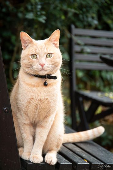 Cream-colored cat with green eyes sitting on a wooden bench outdoors.