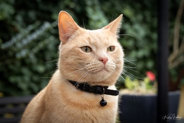 A beige cat wearing a black collar with a bell outdoors.