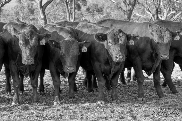 Black and white image of four black cows with ear tags standing in a row.