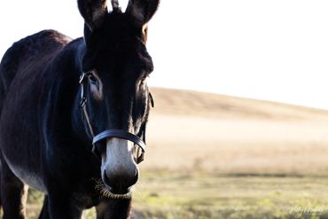Close-up of a black donkey in a grassy field with a blurred background.