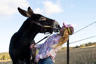 A girl wearing a pink helmet leaning back to kiss a black donkey.