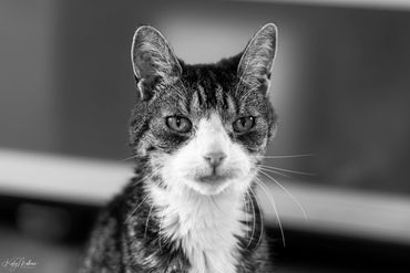 Black and white close-up of a cat with intense eyes.