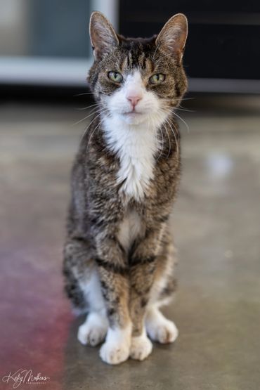 A tabby cat with white fur sitting on a polished floor.