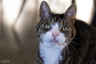 Close-up of a curious tabby cat with green eyes and white chest.