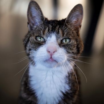 Close-up of a cat with green eyes and white chest fur.