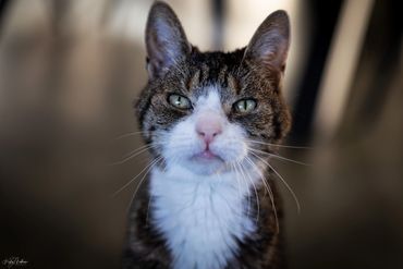 Close-up of a serious-looking tabby cat with green eyes and white chest fur.
