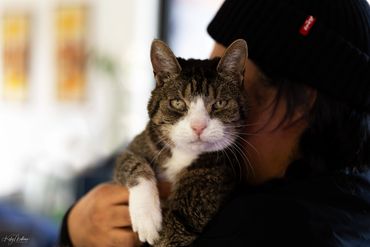 Person holding a calm tabby cat with white markings indoors.