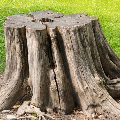 terra clear land solutions stump grinding & clearing land