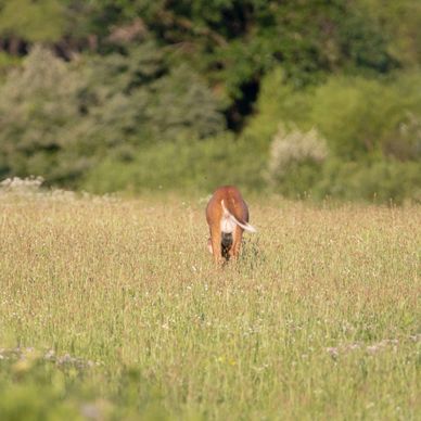 terra clear land solutions food plot preparation for hunting & animals
